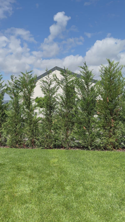 Комплект Debora green